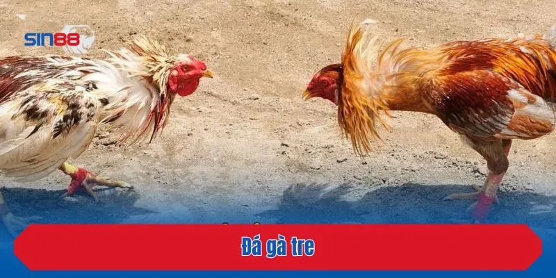 Đá gà tre