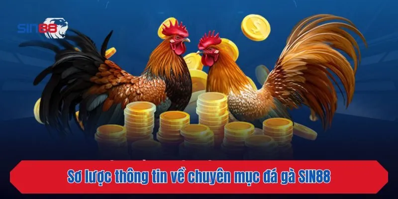 Sơ lược thông tin về chuyên mục đá gà SIN88