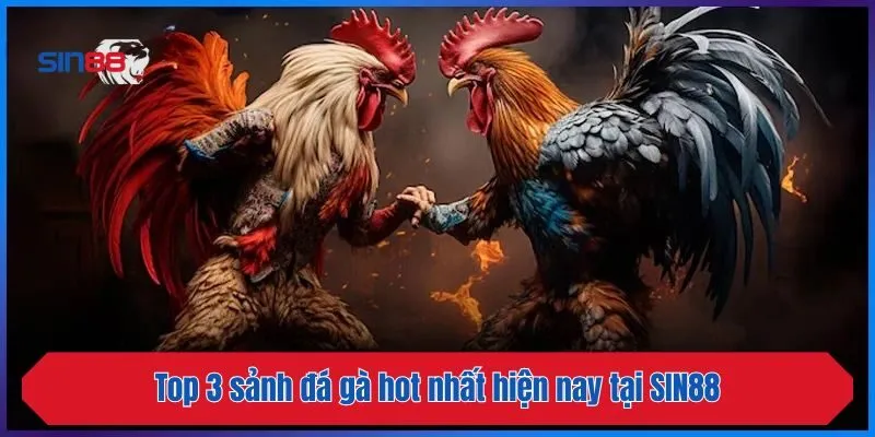 Top 3 sảnh đá gà hot nhất hiện nay tại SIN88